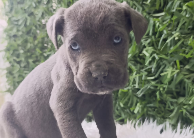 Blue cane corso bebekler